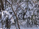 Зима в Ботаническом саду