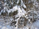 Зима в Ботаническом саду