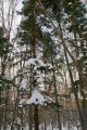 Тайга. Ели.