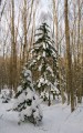 Ёлочки под снегом