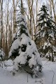 Ёлочки под снегом