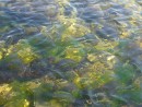 Красиво дно морское