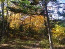 Осенний лес