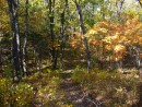 Осенний лес