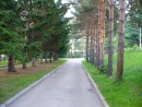 Сосны словно на параде в одну линию стоят!