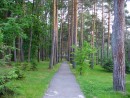 Дорожка ровная как сосны вдоль неё