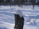 Пень в снежной "шапке"