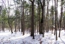 Прямые стволы.