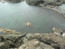 Уютное пристанище морских отшельников