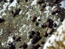 Волна ушла оставив на камнях морских обитателей