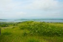 Кустарники