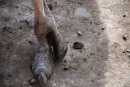 Лапа страуса