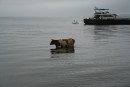 Морская корова