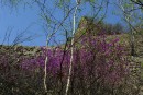Весна. Ущелье дарданеллы. Партизанский район.