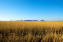 Камыши на фоне гор