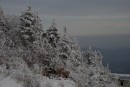 Елки