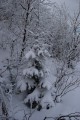 Елочки как котики