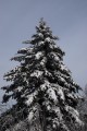 Елочки как котики
