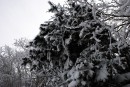 Елочки как котики