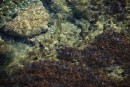 Морская живность