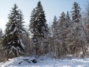 Елки