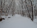 Дорога в лесу