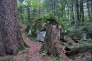 Древние пни и камни, проросшие мхом и папоротником.