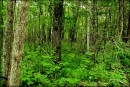 Приморские джунгли. По дороге на горнолыжку.