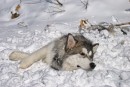 Собаке очень жарко
