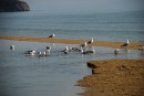 Купаются в пресной воде.