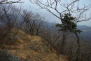 Редкие елочки