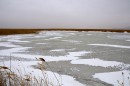 Замёрзшие протоки на болотах