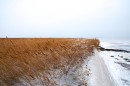 Камыш на озере Птичье.