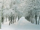 Зисмняя аллея. Славянка.