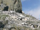 Колония кайр на о. Карамзина