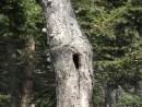 Дупло