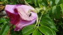 Роза Rugosa.