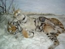 Экспозиция музея природы Лазовского заповедника. Уссурийский тигр