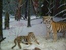 Экспозиция музея природы Лазовского заповедника. Уссурийские тигры