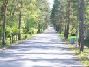 Деревья на территории Военного санатория