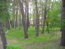 Деревья на территории Военного санатория