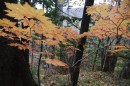 Фалаза