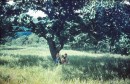 на спуске с водораздела - вот такой чудесный одинокий царь-дуб