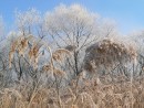 Славянка
