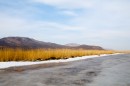 Камыш на берегу озера Птичье (Тальми)