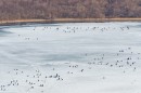 Вот куда ездят рыбаки, когда уже сошёл лёд в Амурском заливе - в бухту Мелководную.