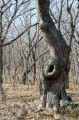 Дупло для "Большого уха" )