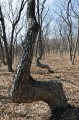 Деревья-стулья.