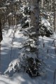 Снежный лес. Шкотовское плато. Шкотовский район.