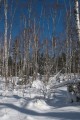 Снежный лес. Шкотовское плато. Шкотовский район.